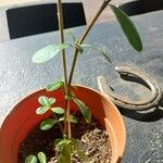 Portulaca oleraceaЛист