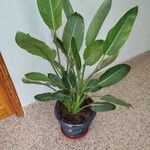 Strelitzia reginaeLeaf