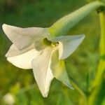 Nicotiana alata Цветок