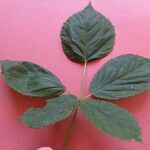 Rubus sulcatus Feuille