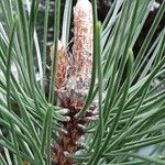 Pinus nigra Liść