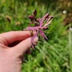 Lychnis flos-cuculiफूल