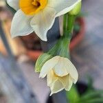 Narcissus tazetta Kwiat