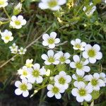 Saxifraga prostii 整株植物