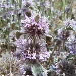 Marrubium supinum Fula