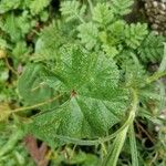 Malva sylvestris Hoja