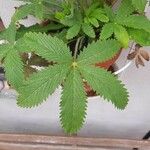Potentilla thurberi Leaf