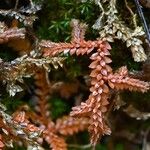 Selaginella denticulata List