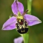 Ophrys apifera Blomma