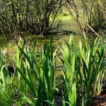 Acorus calamus Blad