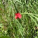 Lathyrus nissoliaFlower