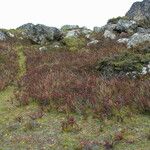 Berberis tsarica Habit