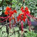 Caesalpinia pulcherrimaFlower