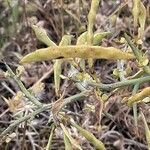 Genista scorpius Fruit