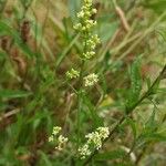 Galium × pomeranicum Květ