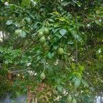 Xylocarpus rumphii Φύλλο