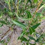 Salix daphnoides ഇല