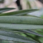 Octomeria grandiflora Delienn