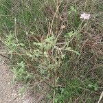 Scabiosa atropurpurea Habit