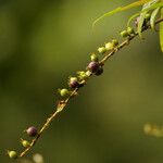 Gonzalagunia hirsuta Fruit