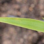 Miscanthus × giganteus Folio