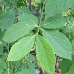 Euonymus latifolius Leaf