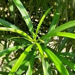 Thevetia neriifolia Hoja