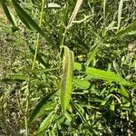 Salix salviifolia Leaf