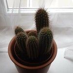 Echinopsis candicans Leaf