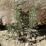 Artemisia tridentata Φύλλο