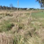 Eragrostis elongata Fruit