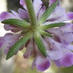 Scabiosa atropurpurea Fleur