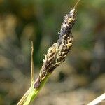 Carex bigelowii Fruit