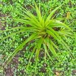 Tillandsia utriculata Fulla