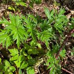 Rubus nemoralis ഇല