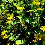 Sanvitalia procumbens Libunga