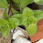 Cerastium glomeratum Fulla