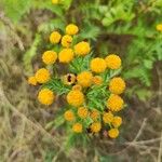 Tanacetum vulgare花