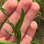 Tripolium pannonicum Leaf