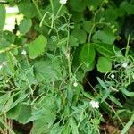 Epilobium lanceolatum Flower