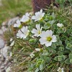 Cerastium latifolium Fiore