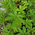 Potentilla nepalensis Hoja