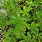 Potentilla nepalensis Leaf