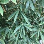 Phyllostachys sulphurea Hoja