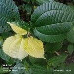 Pilea umbrosa Leaf