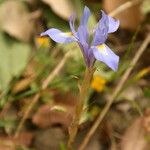 Moraea sisyrinchiumVekstform