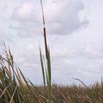 Typha domingensis Плод