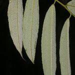 Mabea montana Leaf