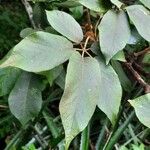 Handroanthus ochraceus Leaf