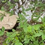 Bidens connata Habitus